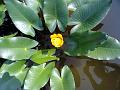 Yellow Pond Lily